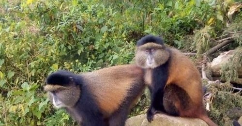 golden monkeys